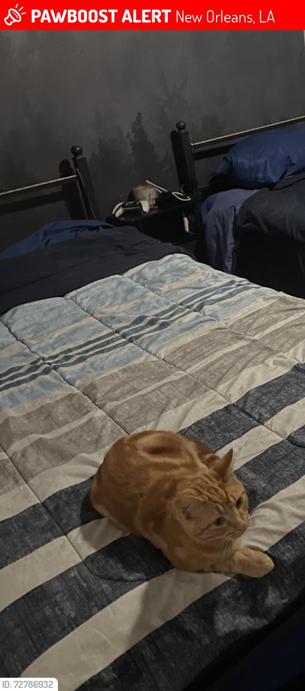 Lost Male Cat last seen Rhodes St. , New Orleans, LA 70131
