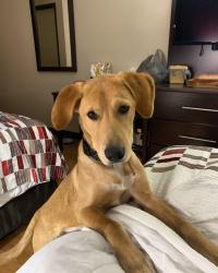 Lost Male Dog last seen Times Square, New York, NY 10007