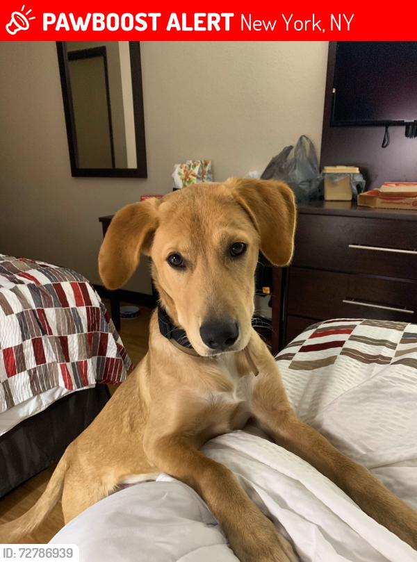 Lost Male Dog last seen Times Square, New York, NY 10007