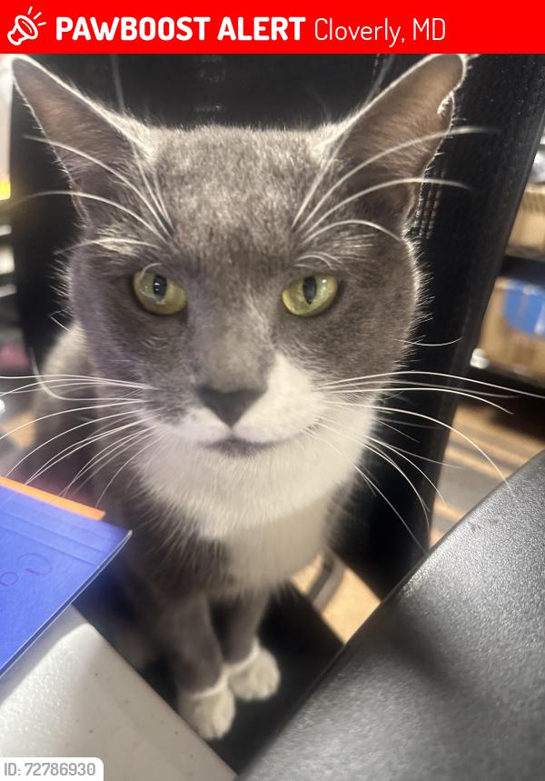 Lost Male Cat last seen Seibel Dr and Donna Dr, Cloverly, MD 20905