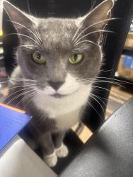 Lost Male Cat last seen Seibel Dr and Donna Dr, Cloverly, MD 20905