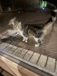 Found/Stray Unknown Cat last seen Pasadena Park Sub, Farmington Hills, MI 48334