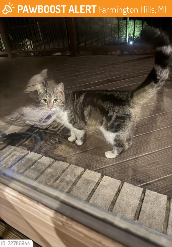 Found/Stray Unknown Cat last seen Pasadena Park Sub, Farmington Hills, MI 48334