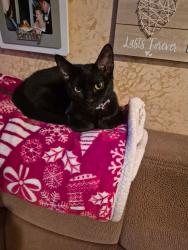 Lost Female Cat last seen 159th st oak forest il, Oak Forest, IL 60452