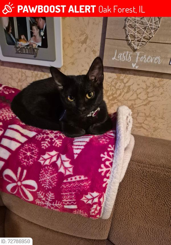 Lost Female Cat last seen 159th st oak forest il, Oak Forest, IL 60452