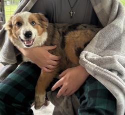 Lost Male Dog last seen County road 302, Grimes County, TX 77363