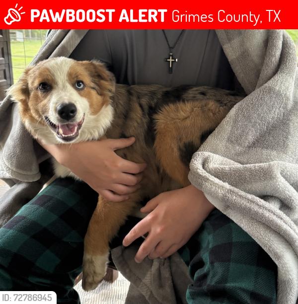 Lost Male Dog last seen County road 302, Grimes County, TX 77363