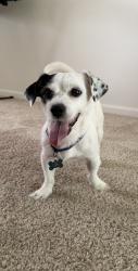 Lost Male Dog last seen Belmont , Richmond, VA 23234
