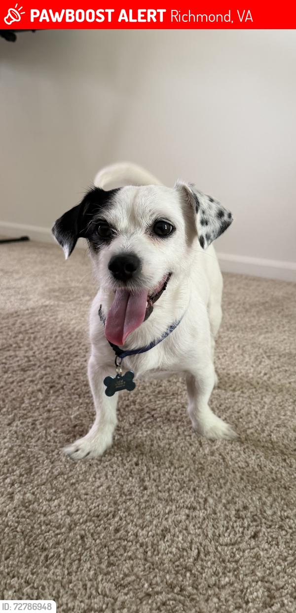 Lost Male Dog last seen Belmont , Richmond, VA 23234