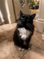 Found/Stray Male Cat last seen Nora and Astor, Spokane, WA 99217