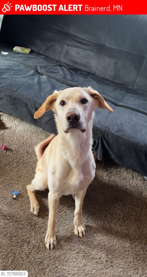 Lost Male Dog last seen Harrison School, Brainerd, MN 56401