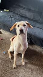Lost Male Dog last seen Harrison School, Brainerd, MN 56401
