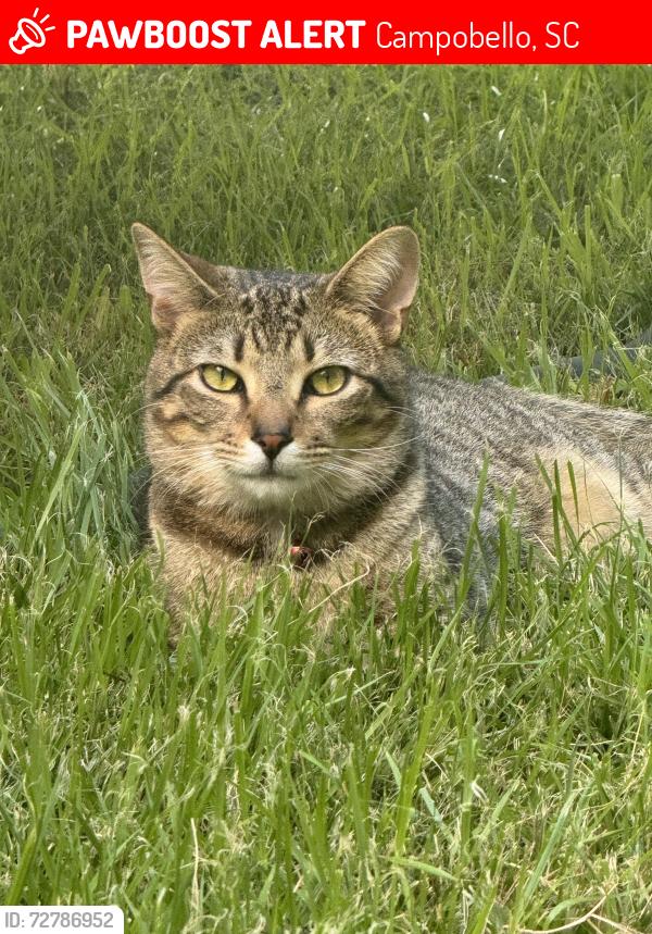 Lost Male Cat last seen North Pacolet Road, Landrum Mill Road, Circle C Farm, Campobello, SC 29322