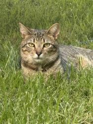 Lost Male Cat last seen North Pacolet Road, Landrum Mill Road, Circle C Farm, Campobello, SC 29322