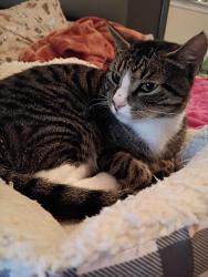 Lost Female Cat last seen Mendelwood Dr , North Charleston, SC 29418