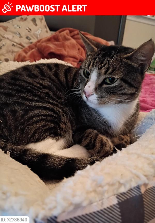 Lost Female Cat last seen Mendelwood Dr , North Charleston, SC 29418