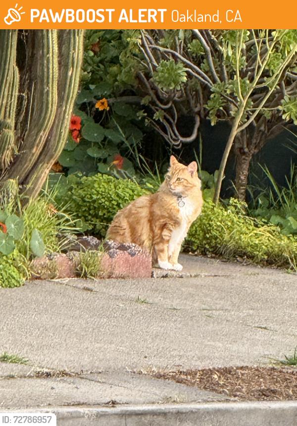 Found/Stray Unknown Cat last seen Minna & Penniman, Oakland, CA 94619