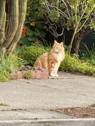 Found/Stray Unknown Cat last seen Minna & Penniman, Oakland, CA 94619
