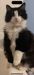 Lost Male Cat last seen University and raintree rd, Jacksonville, FL 32277