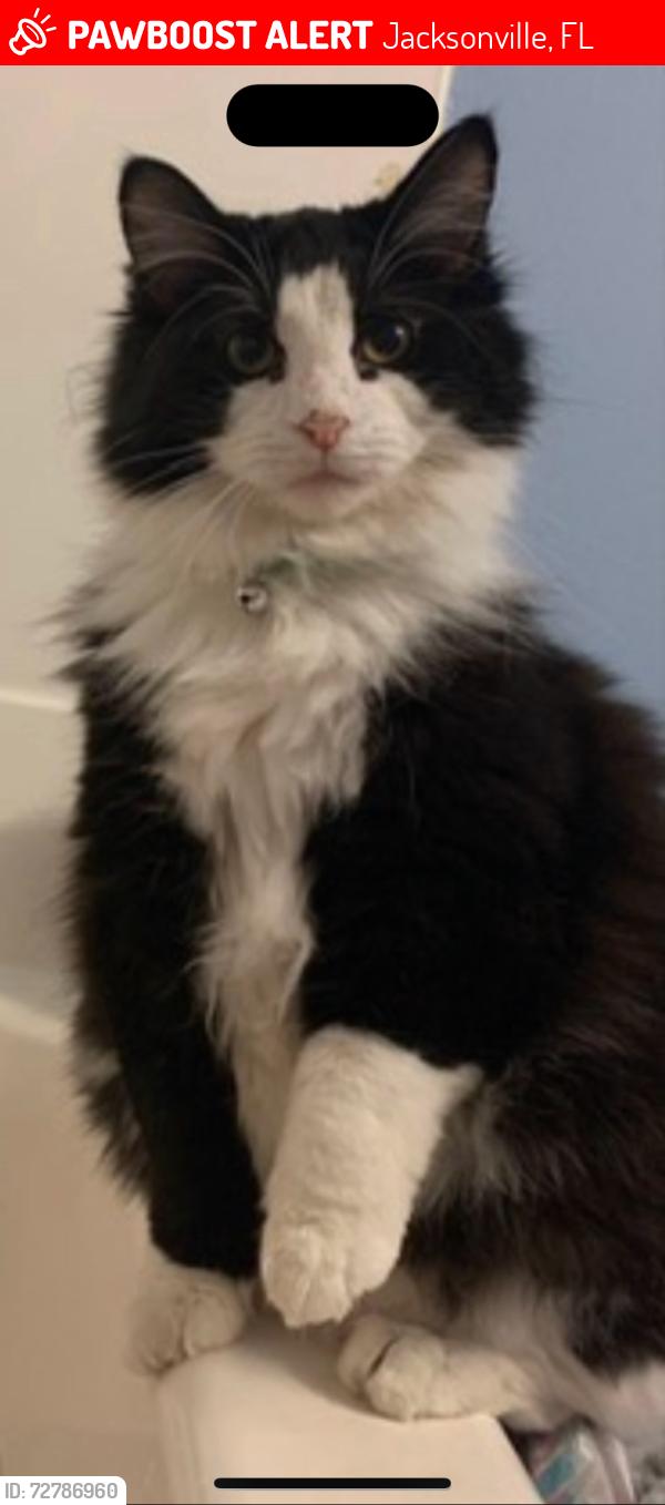Lost Male Cat last seen University and raintree rd, Jacksonville, FL 32277