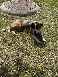 Found/Stray Female Dog last seen Meadowview farms neighborhood, Houston, TX 77073