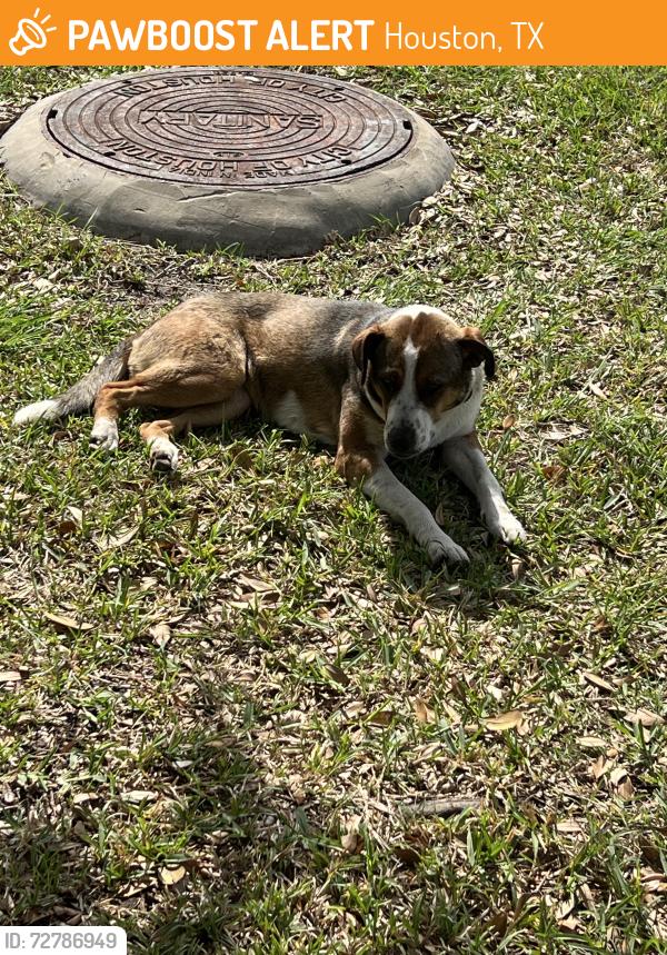 Found/Stray Female Dog last seen Meadowview farms neighborhood, Houston, TX 77073