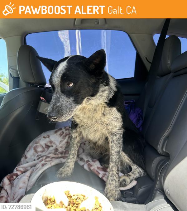 Found/Stray Male Dog last seen Liberty Rd and Dry Creek Rd, Galt, CA 95632