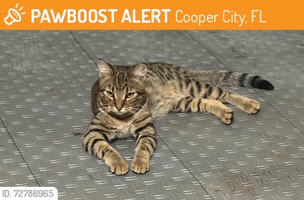 Found/Stray Male Cat last seen Natalies cove Cooper City , Cooper City, FL 33330