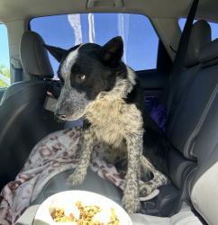 Found/Stray Male Dog last seen Liberty Rd and Dry Creek Rd, Galt, CA 95632