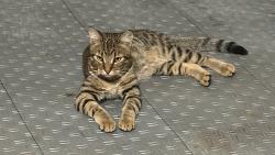 Found/Stray Male Cat last seen Natalies cove Cooper City , Cooper City, FL 33330