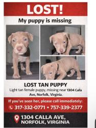Lost Female Dog last seen Near calla ave , Norfolk, VA 23503