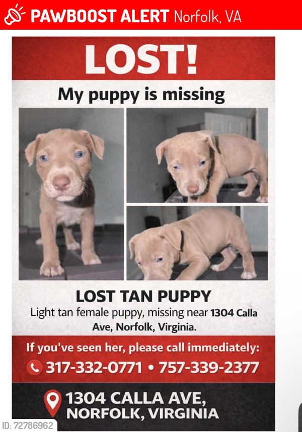 Lost Female Dog last seen Near calla ave , Norfolk, VA 23503