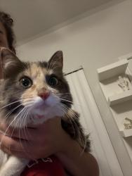 Found/Stray Female Cat last seen Near alan kent dr, Killeen, TX 76549