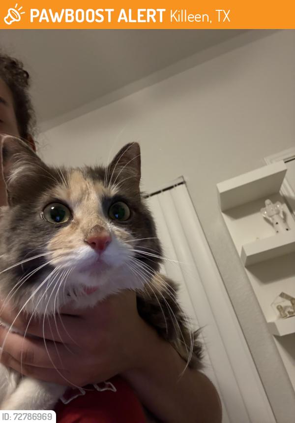 Found/Stray Female Cat last seen Near alan kent dr, Killeen, TX 76549