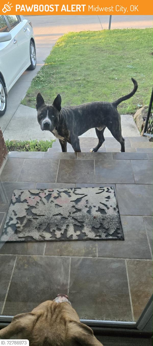 Found/Stray Male Dog last seen Harmony drive, Midwest City, OK 73110