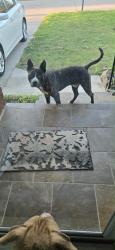 Found/Stray Male Dog last seen Harmony drive, Midwest City, OK 73110