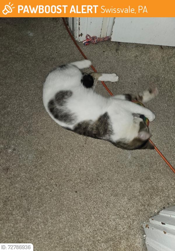 Found/Stray Male Cat last seen Juniata St and Milligan Ave, Swissvale, PA 15218