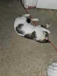Found/Stray Male Cat last seen Juniata St and Milligan Ave, Swissvale, PA 15218