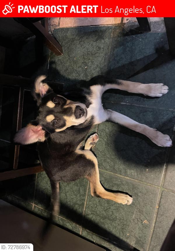 Lost Male Dog last seen Scott ave / allesandro st , Los Angeles, CA 90039
