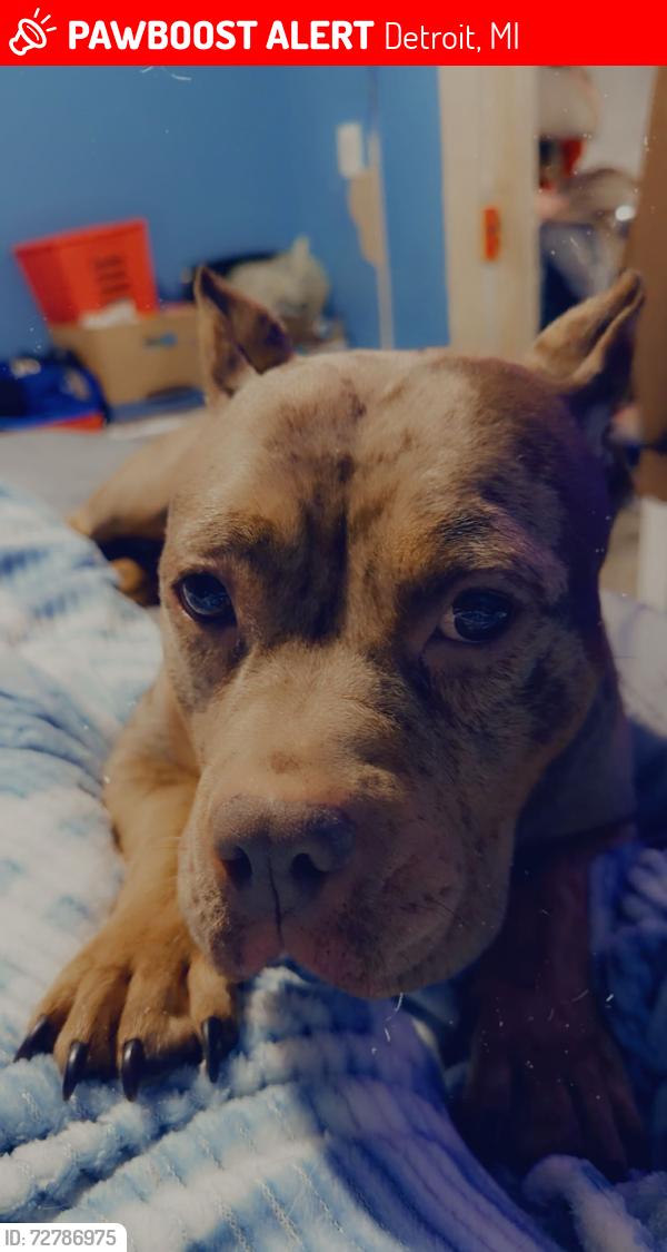 Lost Female Dog last seen Detroit , Detroit, MI 48226
