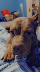 Lost Female Dog last seen Detroit , Detroit, MI 48226