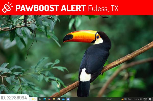 Lost Male Bird last seen ddddddddddddd, Euless, TX 76040