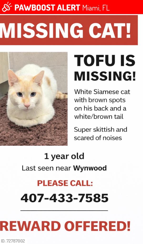 Lost Male Cat last seen Wynwood, Miami, FL 33127