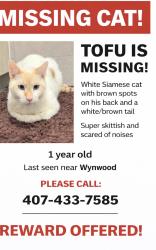 Lost Male Cat last seen Wynwood, Miami, FL 33127