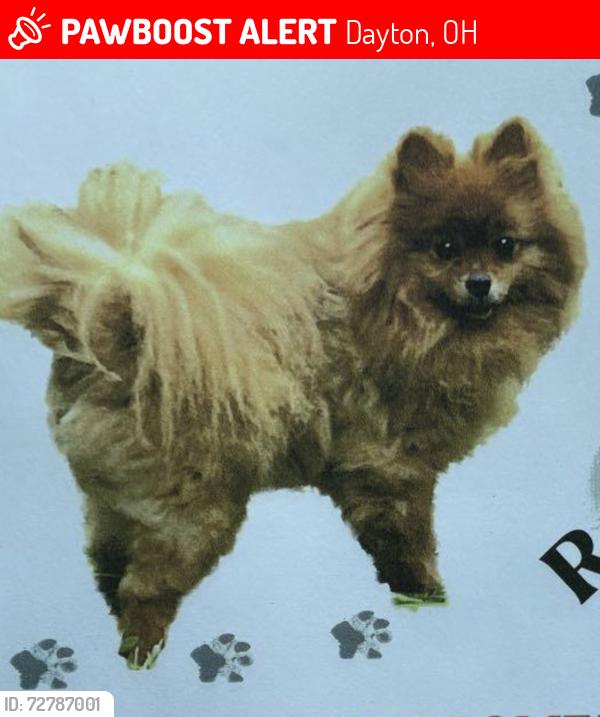 Lost Male Dog last seen East Fifth and Henry , Dayton, OH 45403