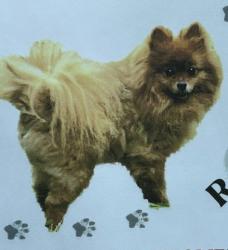 Lost Male Dog last seen East Fifth and Henry , Dayton, OH 45403