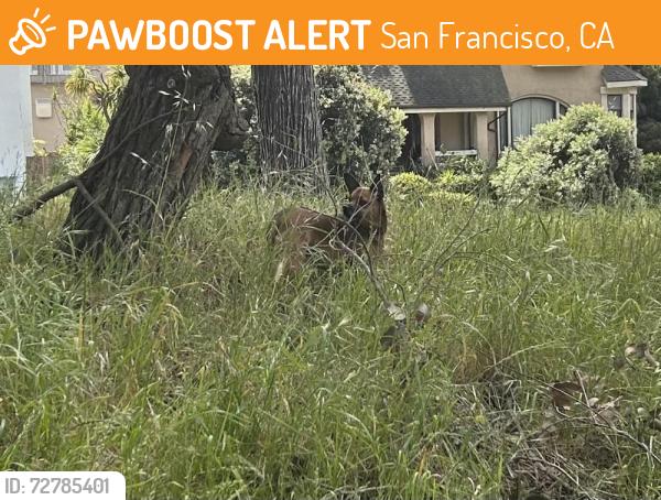 Found/Stray Unknown Dog last seen Golden gate park, San Francisco, CA 94122