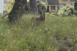 Found/Stray Unknown Dog last seen Golden gate park, San Francisco, CA 94122