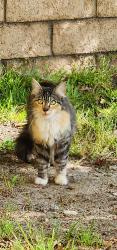 Found/Stray Unknown Cat last seen Highland ave, Highland, CA 92346