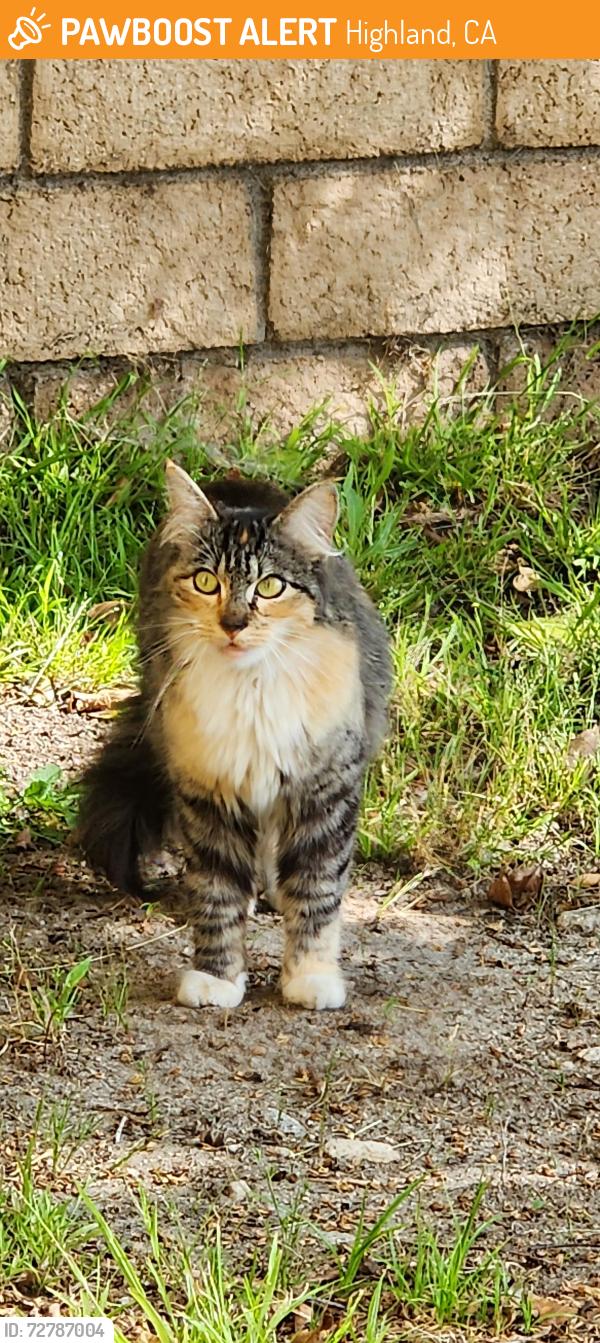Found/Stray Unknown Cat last seen Highland ave, Highland, CA 92346